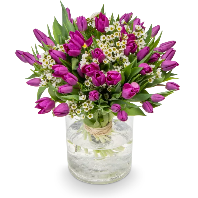 Bouquet of purple tulips